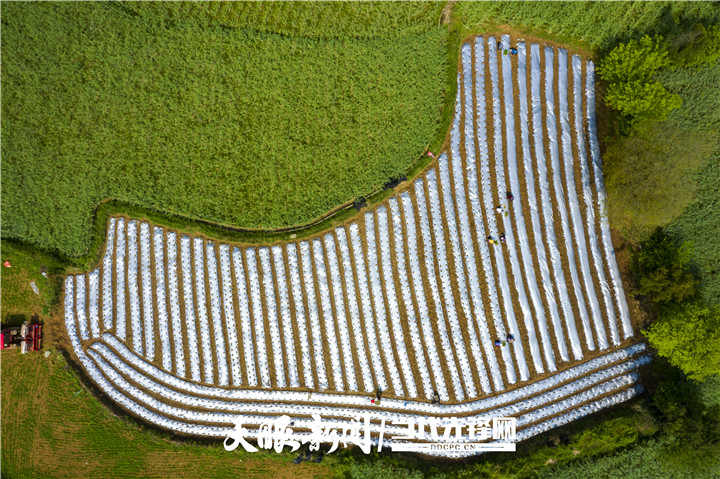 黔西县：种下致富辣椒 巩固脱贫成效 孕育红火生活