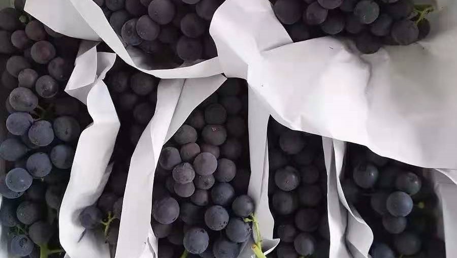 致富经高价水果_水果致富经_价格高水果
