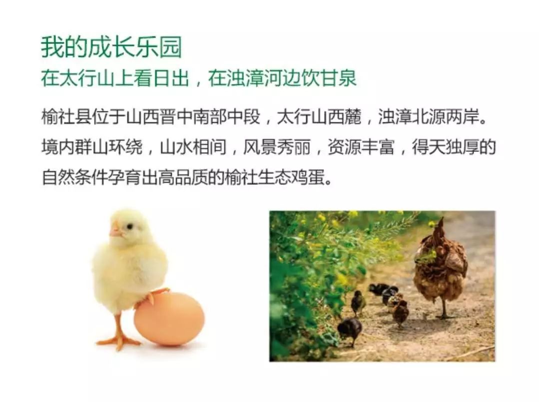 致富经绿壳鸡蛋_绿壳鸡蛋致富经视频_致富经绿壳蛋鸡养殖视频