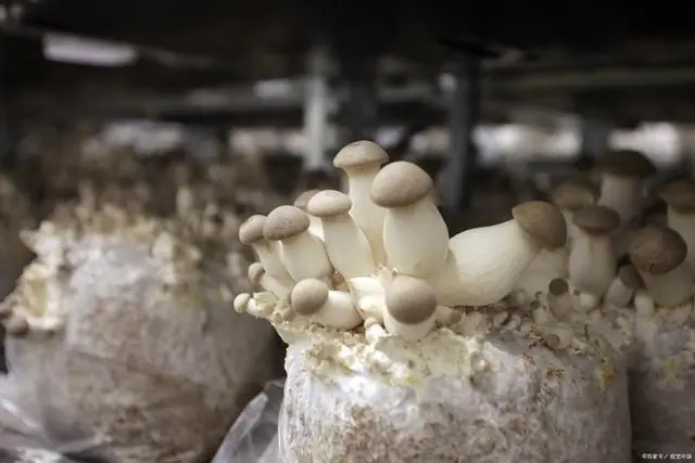 平菇培植技术视频_平菇养殖技术视频播放_平菇养殖前景如何