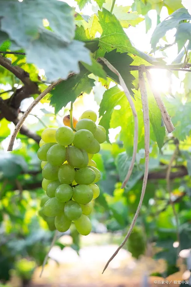 价格高水果_致富经种植三种水果亩收入过亿_致富经高价水果