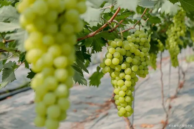 致富经种植三种水果亩收入过亿_致富经高价水果_价格高水果