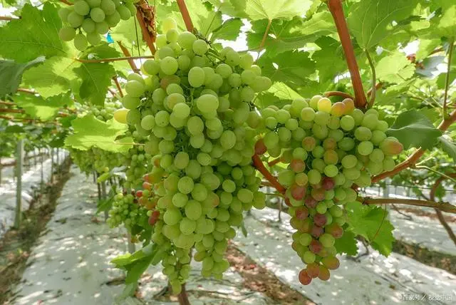 致富经种植三种水果亩收入过亿_致富经高价水果_价格高水果