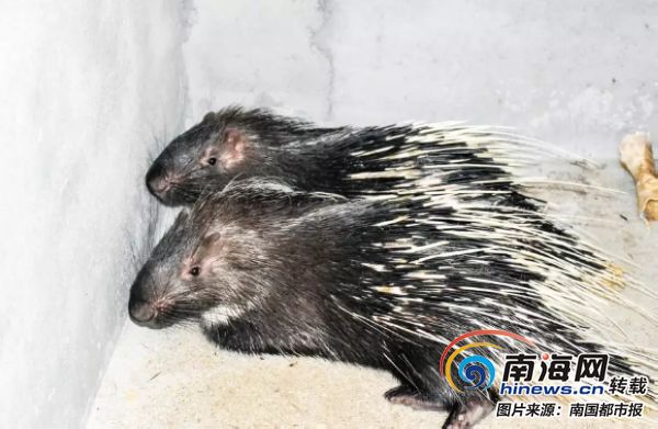 养殖50大骗局揭秘豪猪_致富经养殖豪猪视频_致富经养豪猪视频