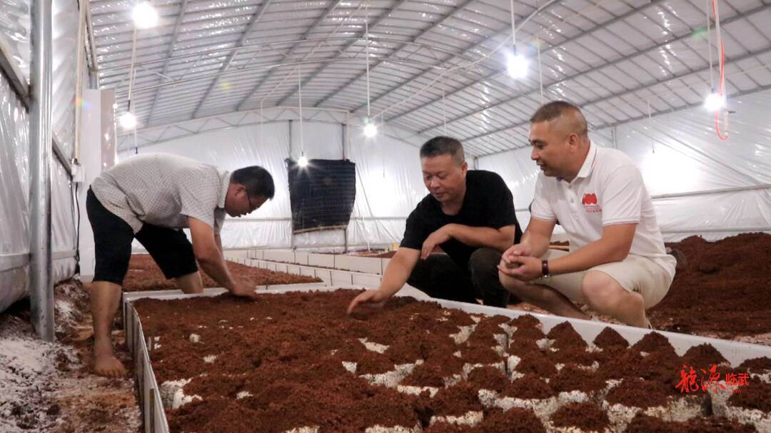 鸡枞菌种植栽培技术视频_种植鸡枞菌技术视频_鸡枞菌人工种植视频
