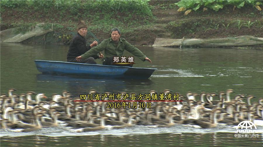 鸿雁养殖_致富养殖鸿雁怎么样_致富经-鸿雁养殖