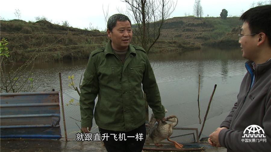 致富养殖鸿雁怎么样_鸿雁养殖_致富经-鸿雁养殖