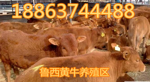 鲁西黄牛养殖技术视频_鲁西黄牛养技术_致富经鲁西黄牛养殖