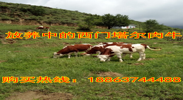 致富经鲁西黄牛养殖_鲁西黄牛养技术_鲁西黄牛养殖技术视频
