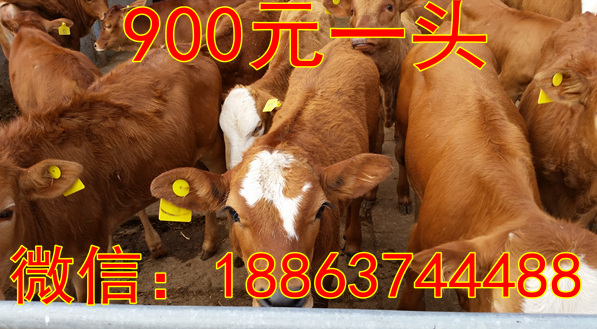 鲁西黄牛养技术_鲁西黄牛养殖技术视频_致富经鲁西黄牛养殖