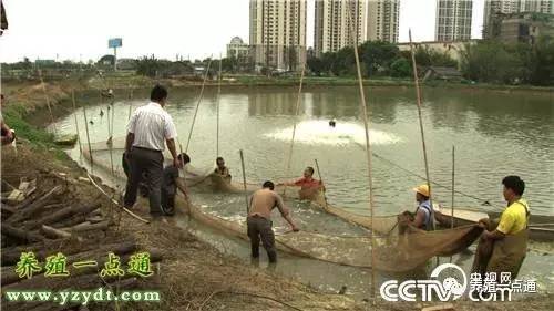 台湾泥鳅全套养殖技术_台湾泥鳅全套养殖技术_台湾泥鳅全套养殖技术