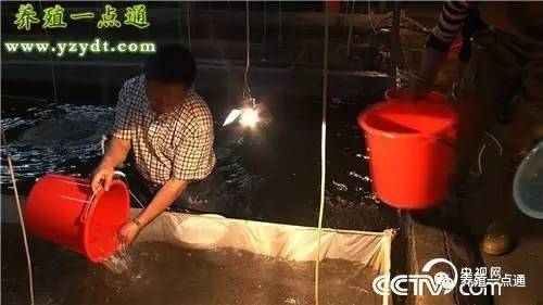 台湾泥鳅全套养殖技术_台湾泥鳅全套养殖技术_台湾泥鳅全套养殖技术