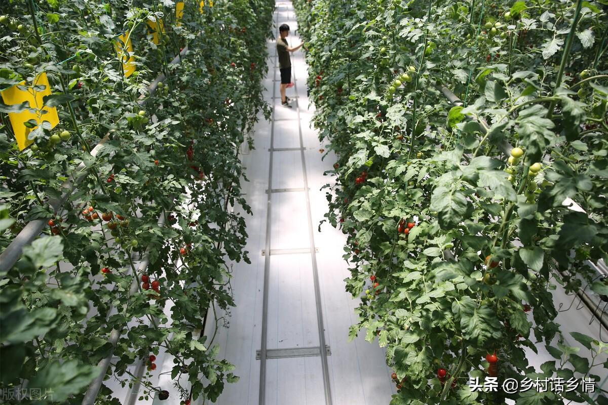 致富经蔬菜种植视频_致富蔬菜种植中国有多少家_中国种植蔬菜致富吗