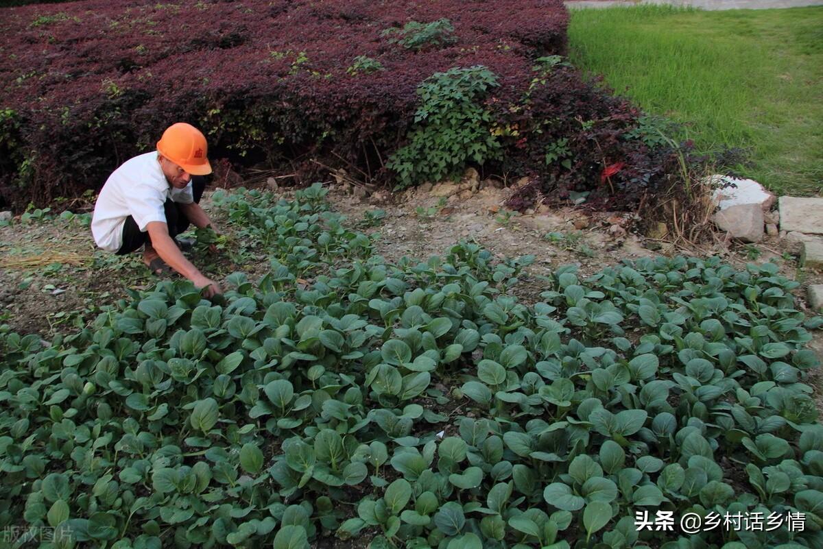 致富经蔬菜种植视频_致富蔬菜种植中国有多少家_中国种植蔬菜致富吗