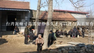 台湾泥鳅寸苗需要养多久才可以进行人工繁育？