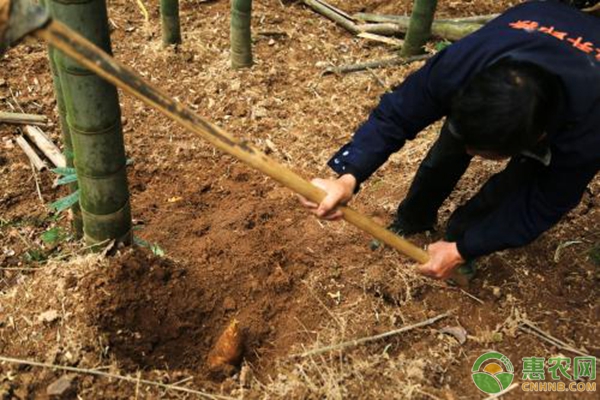 竹笋高产种植技术要点，手把手教您种出高产竹笋-图片版权归惠农网所有