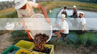 麝鹿人工养殖