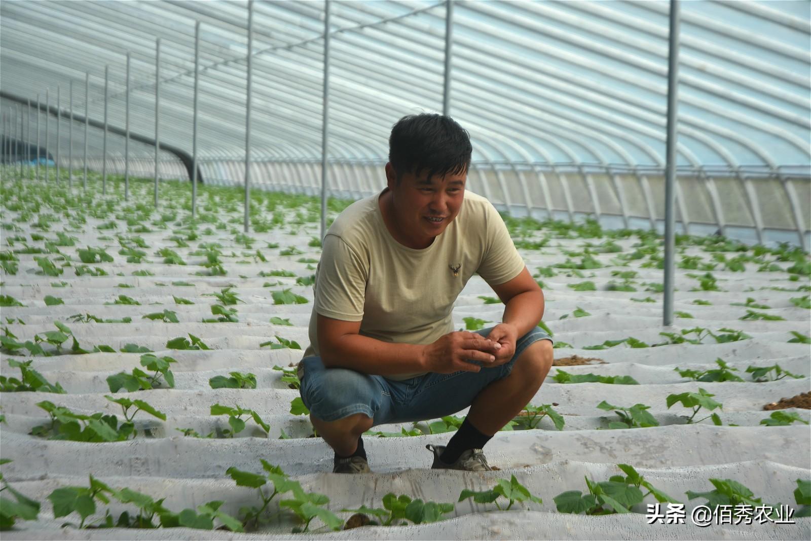 中国种植蔬菜致富吗_致富蔬菜种植中国有多少家_种蔬菜致富经