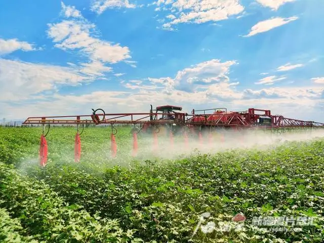 农户致富种植方案_农户种植致富_农户致富种植农作物