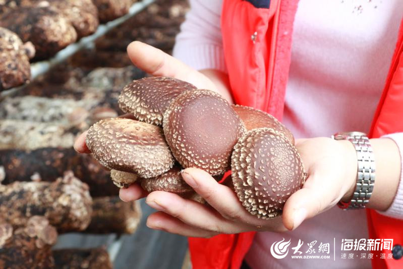 大棚种植户致富_大棚里的致富经_致富经大棚种菜技术