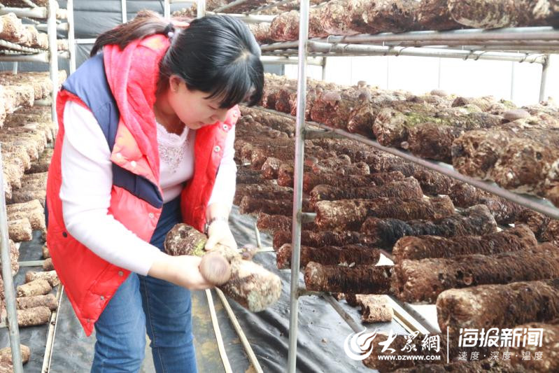 大棚里的致富经_致富经大棚种菜技术_大棚种植户致富