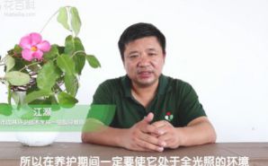 蝉花的种植技术_蝉种植花技术与管理_蝉种植花技术视频
