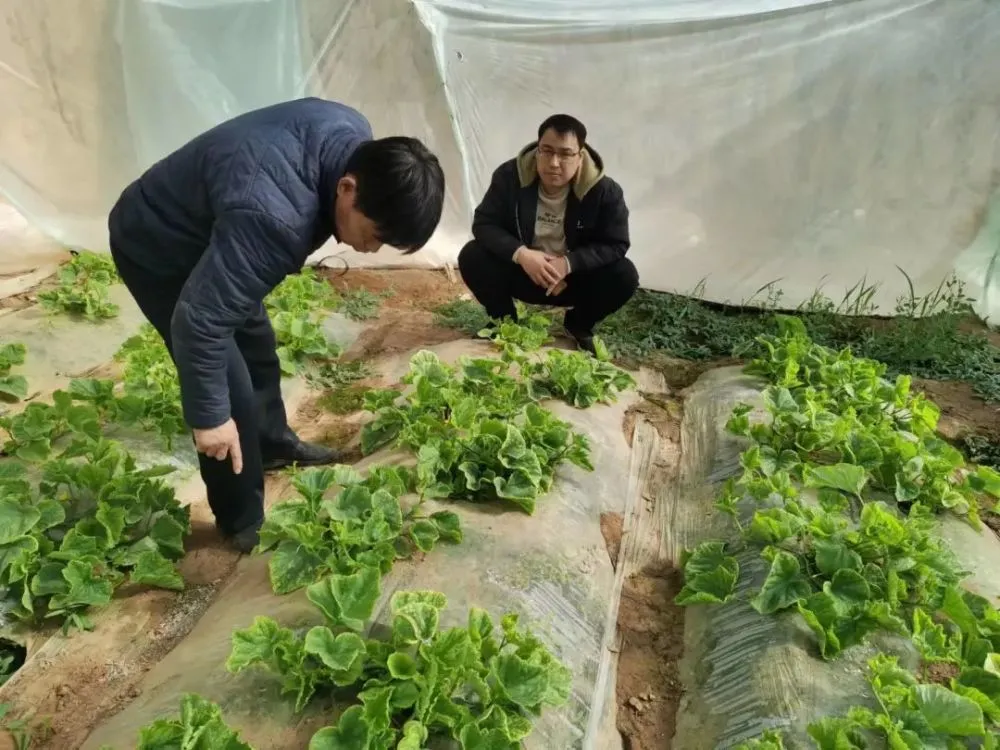 种植致富新项目_致富种植视频全集_种植致富新技术
