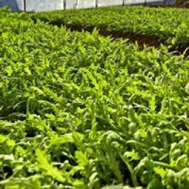 致富种植视频全集_种植致富新技术_致富种植技术新闻稿