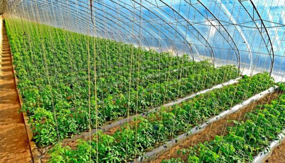 致富种植技术新闻稿_种植致富新技术_致富种植视频全集