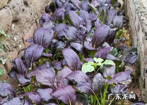 紫油菜种植时间和方法