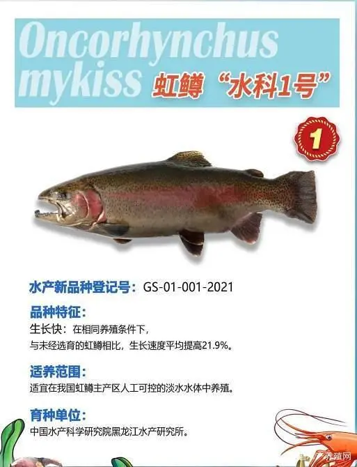 虹鳟“水科1号”培育成功，打破国外垄断，长速更快，成活率更高