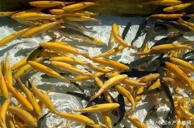养殖成鱼技术虹鳟鱼视频_养殖虹鳟鱼利润怎么样_虹鳟成鱼养殖技术