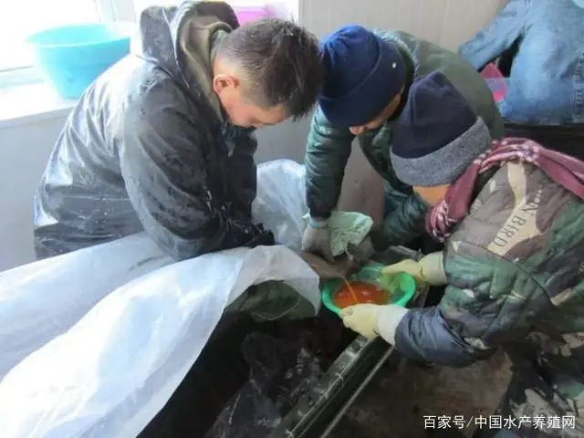 虹鳟成鱼养殖技术_养殖虹鳟鱼利润怎么样_养殖成鱼技术虹鳟鱼视频