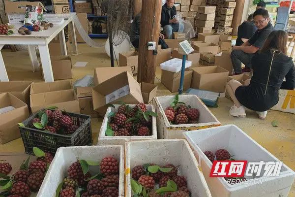 致富种植黑老虎_致富经黑老虎种植视频_种植黑老虎销路怎么样