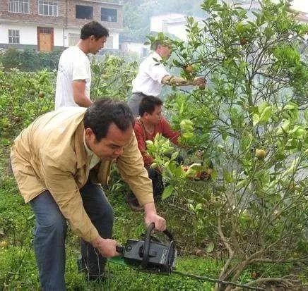 致富种植黑老虎_致富经黑老虎种植视频_黑老虎种植技术视频
