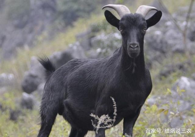 如何养殖黑山羊？