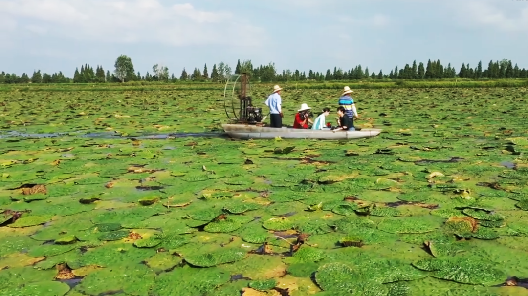 农村致富种植_农村种植致富好项目_景泰种植致富果