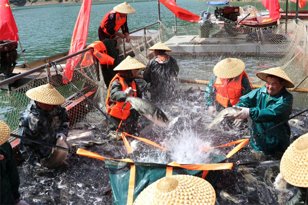 附近桑果采摘园_果桑采摘园致富经_致富采摘桑果园视频