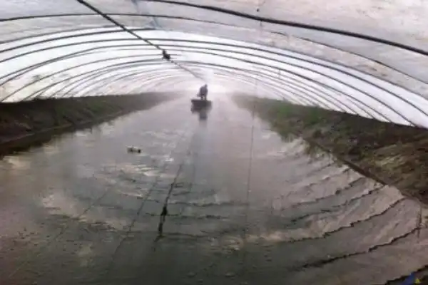 淡水养虾的基本知识 养虾实用技术