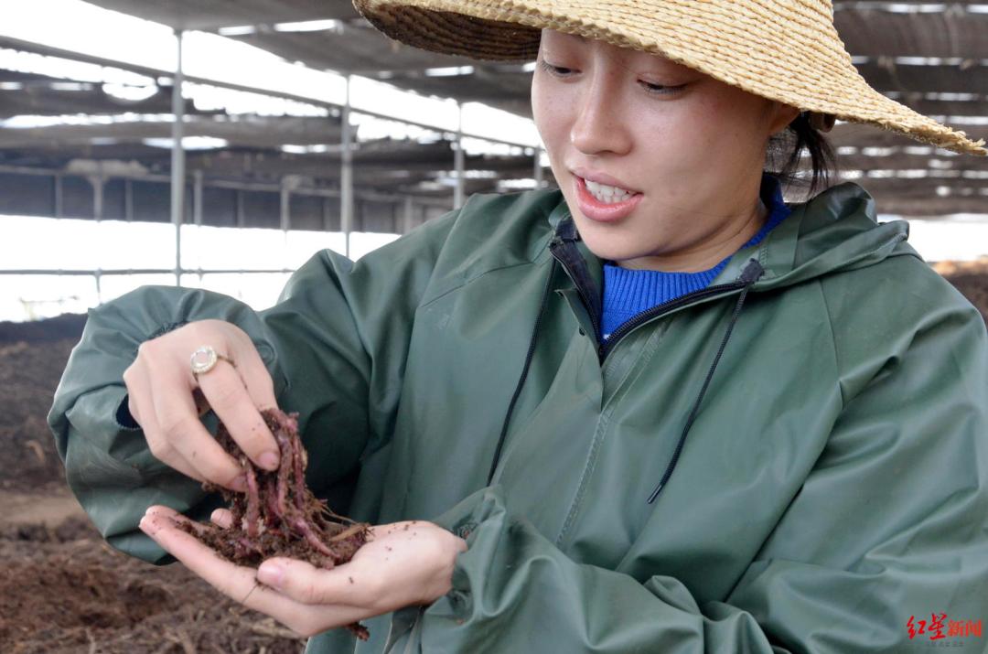 蚯蚓治理污泥案件_蚯蚓污泥致富经_生活污泥蚯蚓养殖技术