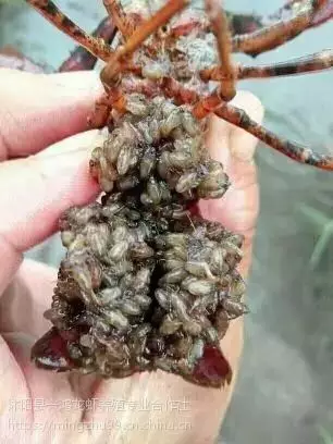 温室大棚养殖小龙虾技术 室内如何养殖小龙虾 帆布水箱批发 龙虾种苗批发