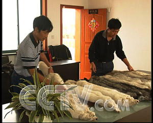 致富经养狐狸_致富经狐狸养殖视频_狐狸养殖户