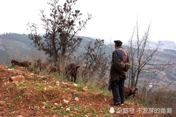 直击榆林农村生态环境现状，养羊是赖以生存的方式之一