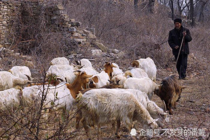 直击榆林农村生态环境现状，养羊是赖以生存的方式之一