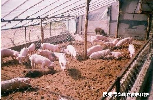 致富经发酵床养牛_二零二一年发酵床养牛技术_发酵床养牛的制作方法