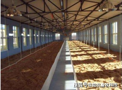 致富经发酵床养牛_二零二一年发酵床养牛技术_发酵床养牛的制作方法
