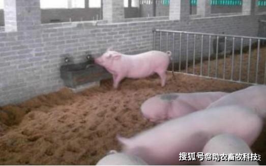 致富经发酵床养牛_发酵床养牛的制作方法_二零二一年发酵床养牛技术