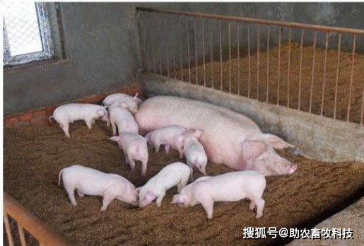二零二一年发酵床养牛技术_致富经发酵床养牛_发酵床养牛的制作方法