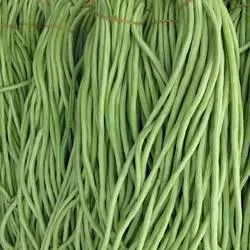 豆角种植视频教程_短豆角种植技术_豆角种植技术视频