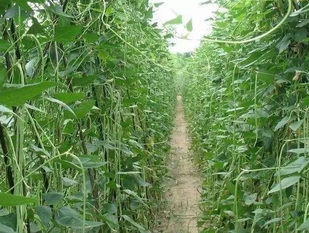 短豆角种植技术_豆角种植视频教程_豆角种植技术视频